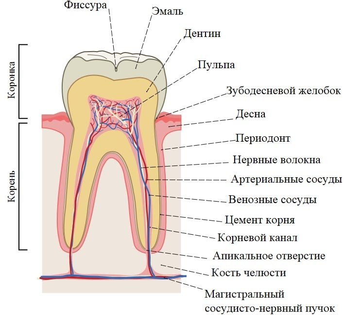 зубные каналы и пульпа